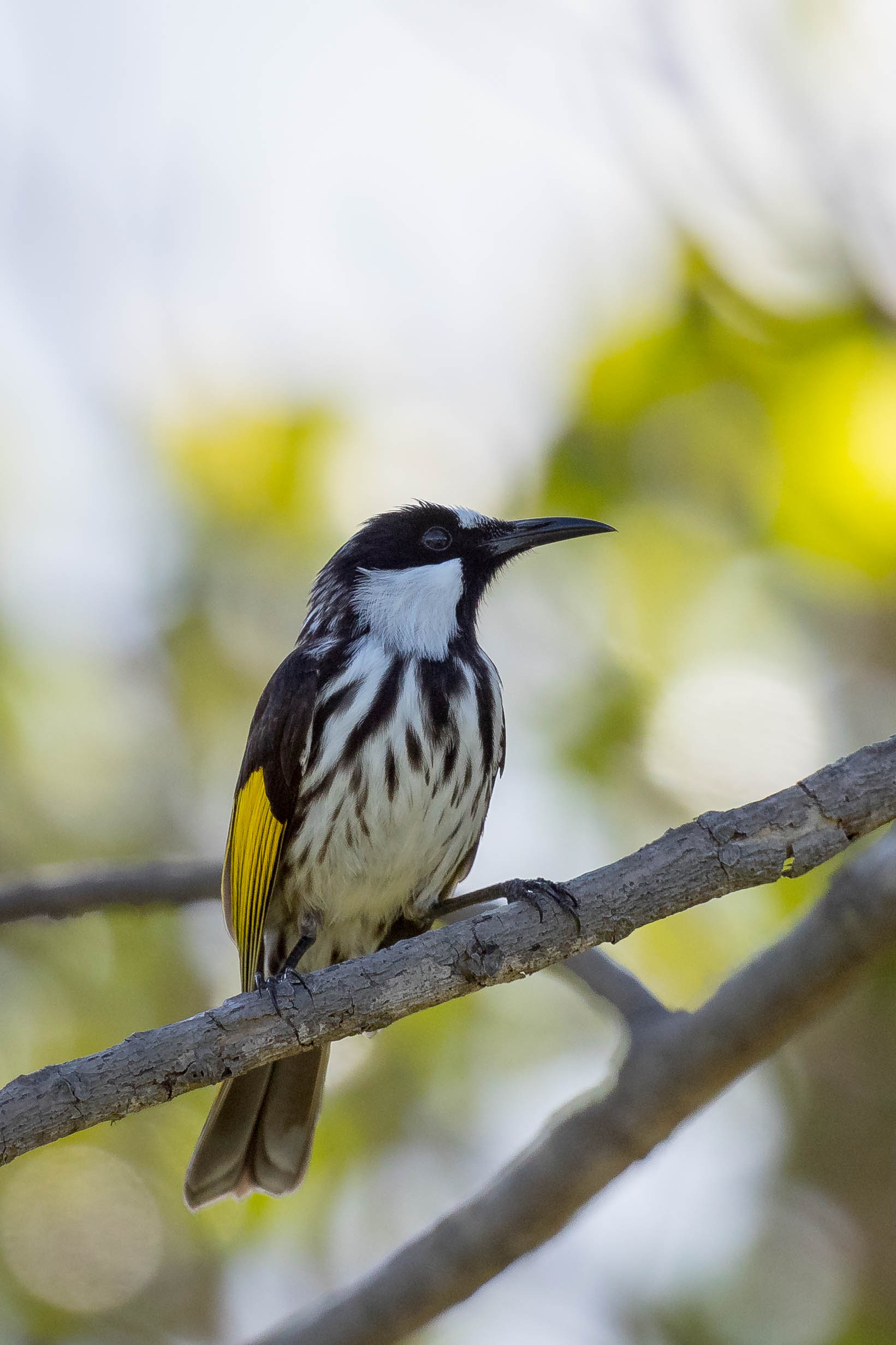 New Holland Honey Eater