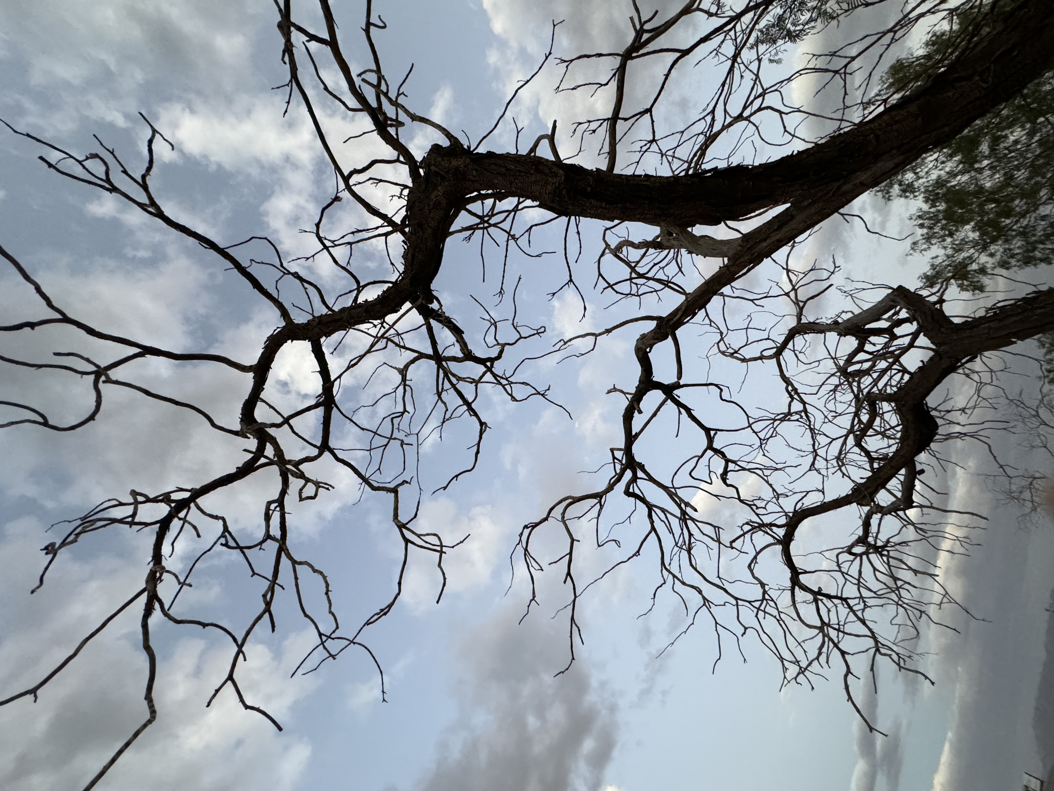 IMG_4186.jpeg