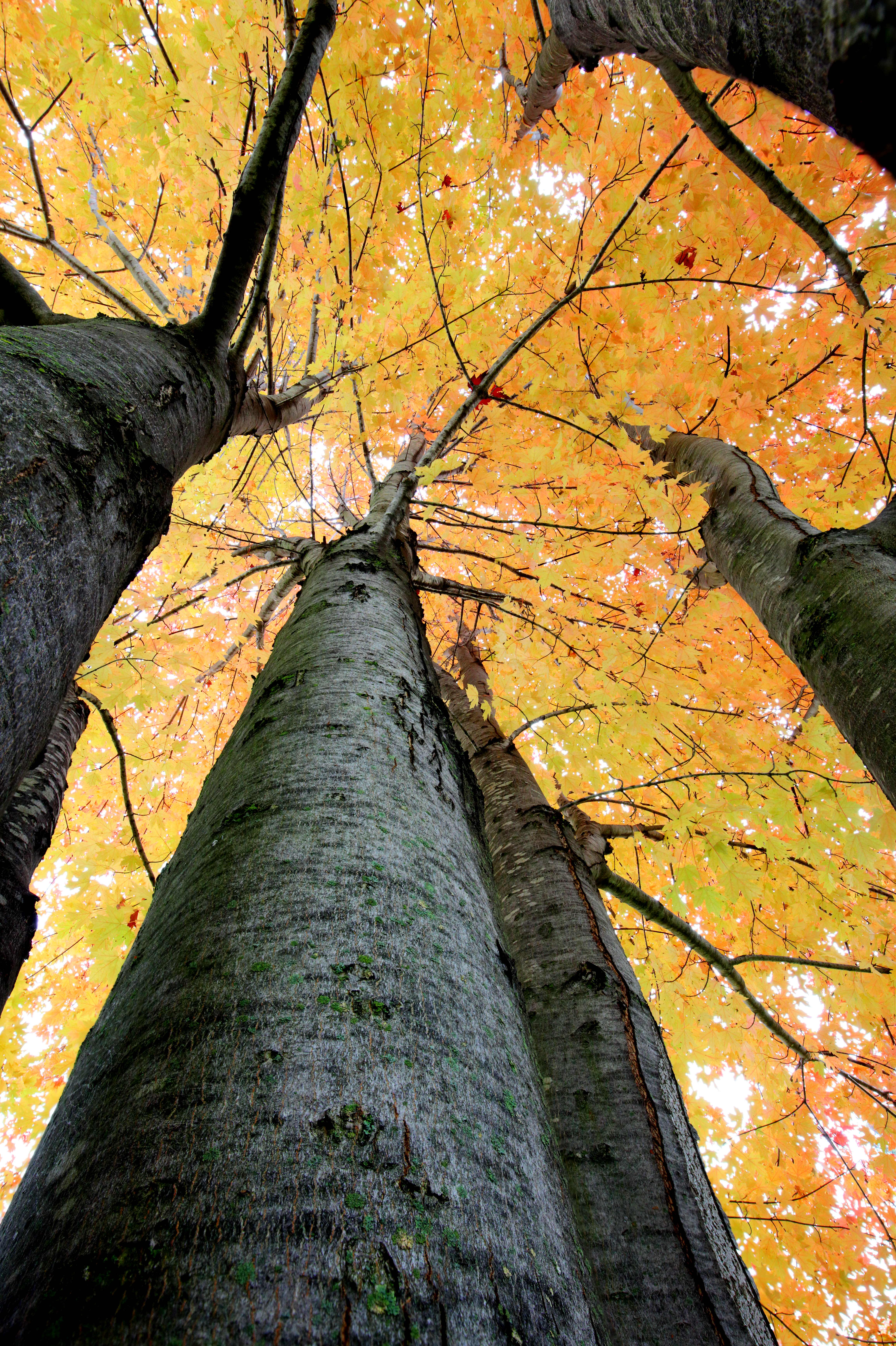 Focus Bracketing Sample