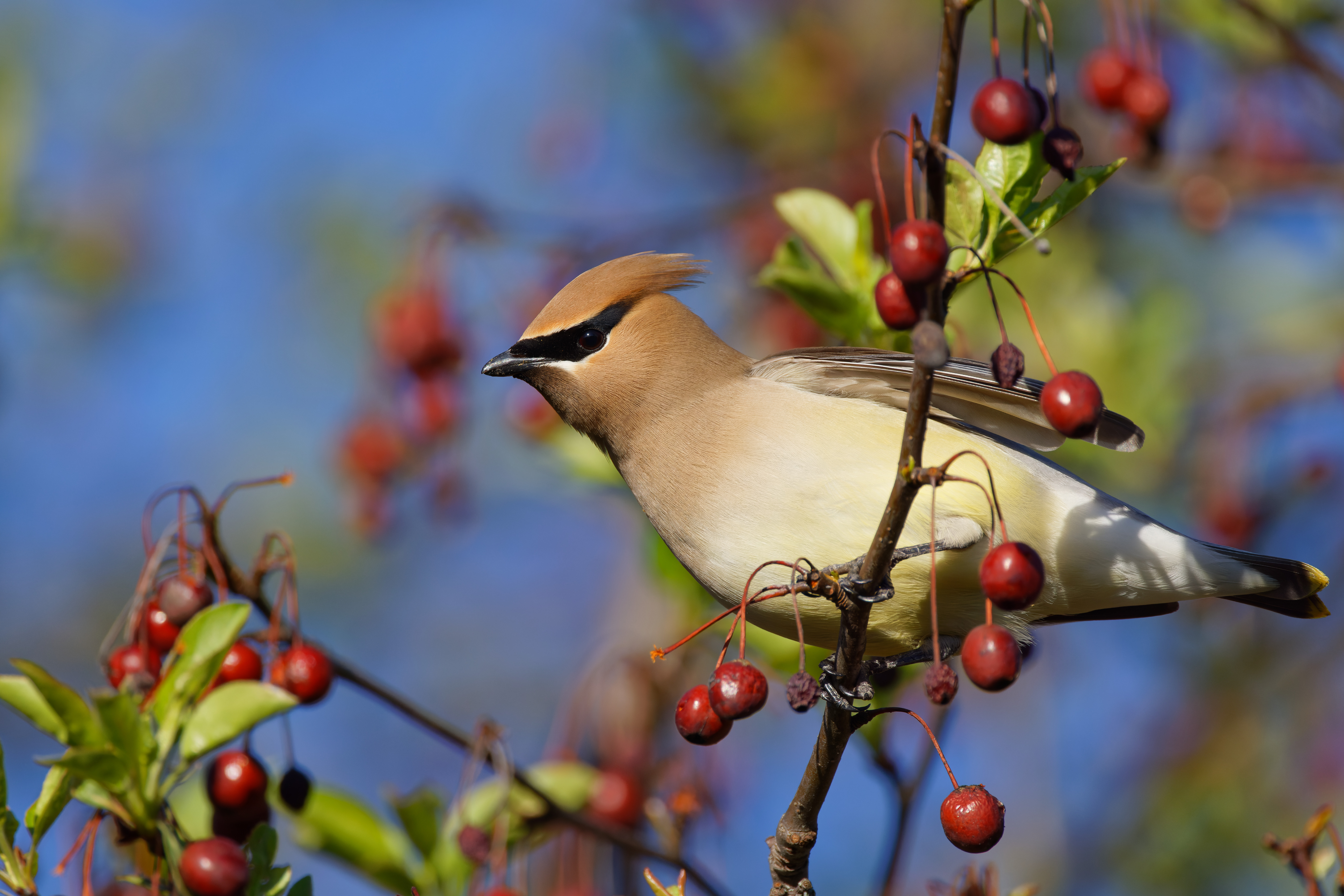 Cedar Waxwing