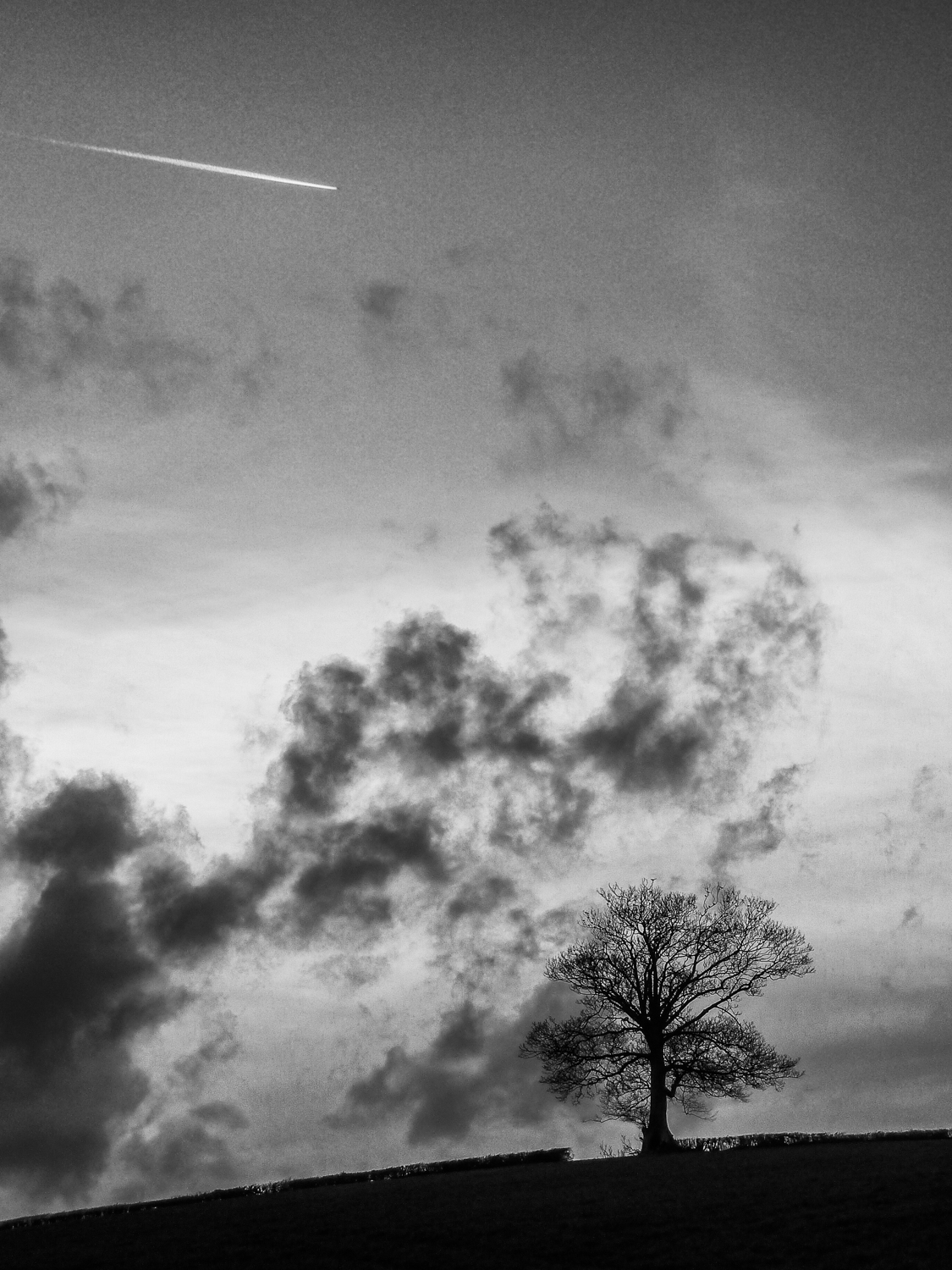Tree, clouds, plane