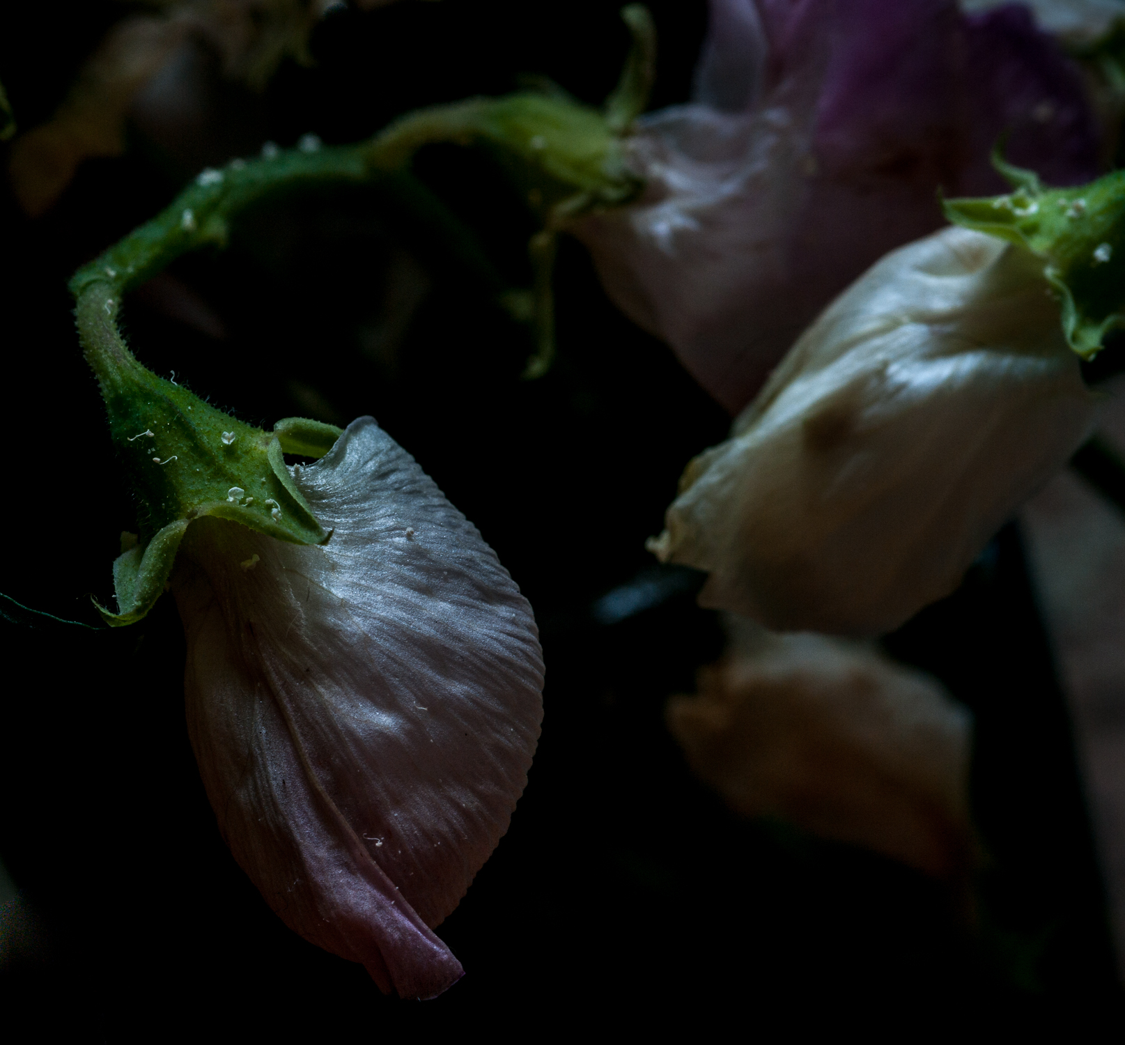 Sweet Peas