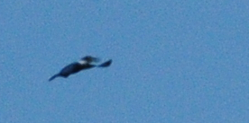 112ringed2222.JPG