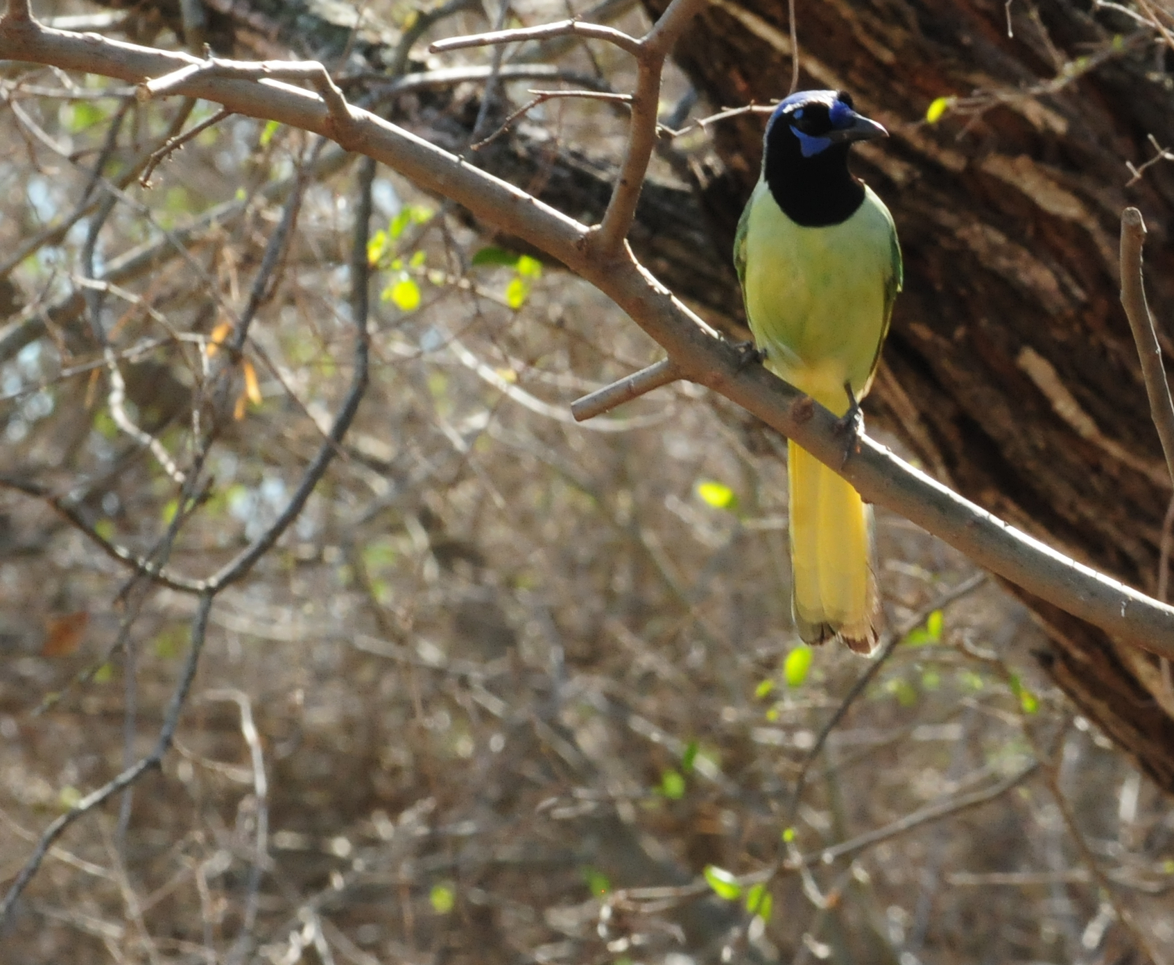 122green jay zzzzzzzz.JPG