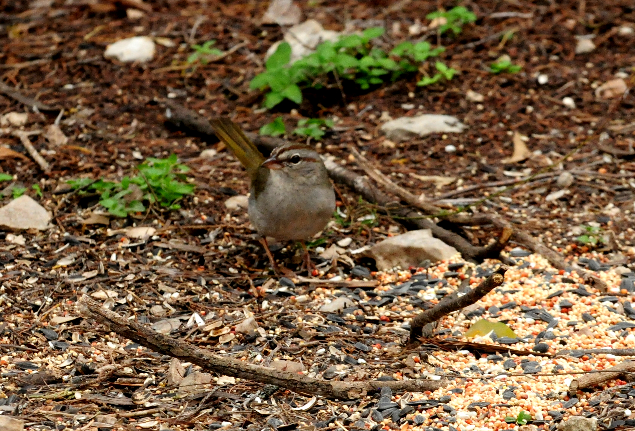 328olive sparrow zzzzzzzzz.JPG