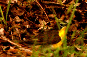 422county.yyellowbreastedchat.JPG
