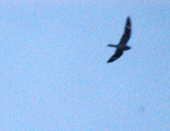 524county.Jcommonnighthawk
