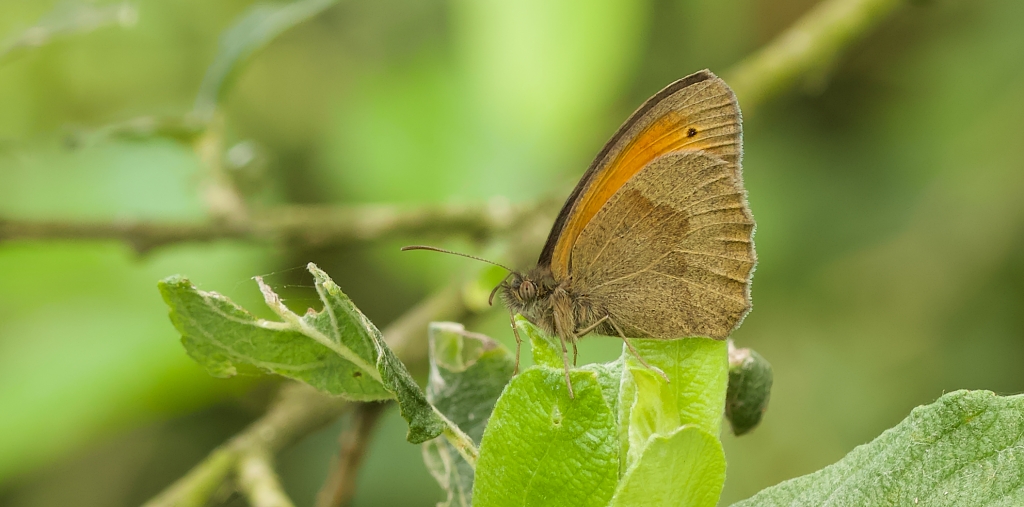 Bruin Zandoogje (Maniola jurtina) - Meadow Brown