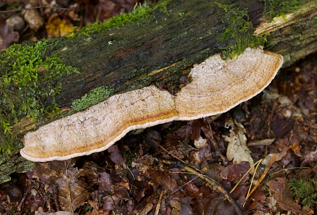 Doolhofzwam (Daedalea quercina)