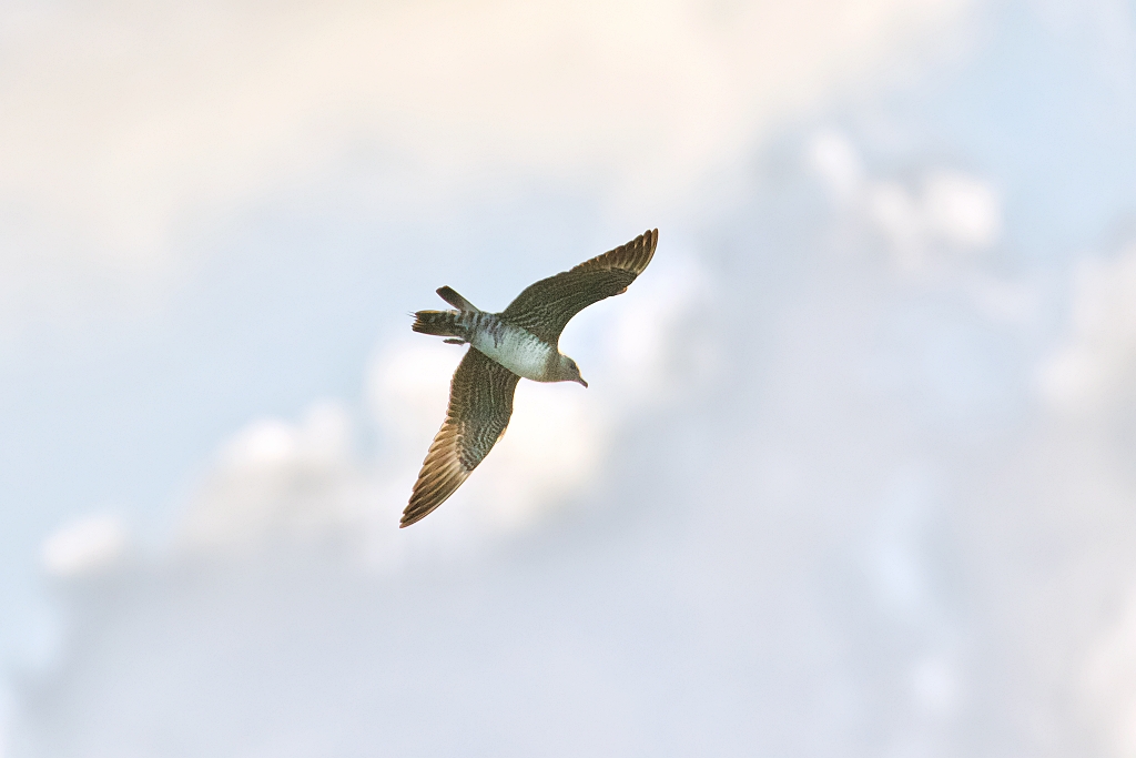 Kleinste Jager (Long-tailed Jaeger)