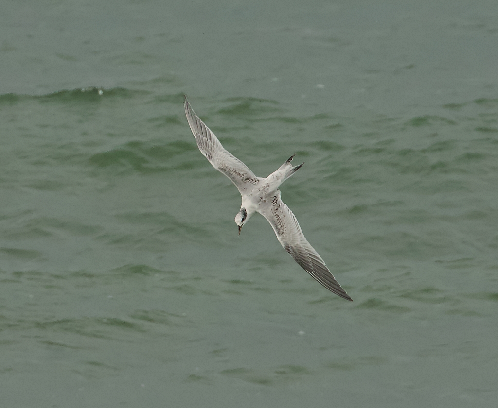 Grote Stern (Sandwich Tern)