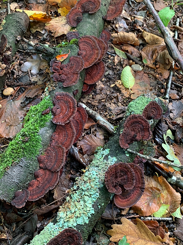 Roodplaathoutzwan (Daedaleopsis tricolor)