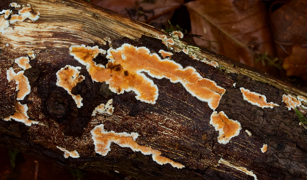 Weke Aderzwam (Leucogyrophana romellii)