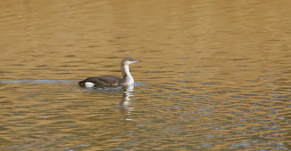 Parelduiker (Black-throated Loon)