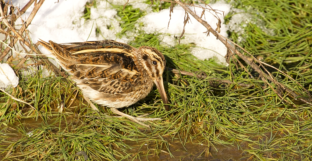 Bokje (Jack Snipe)