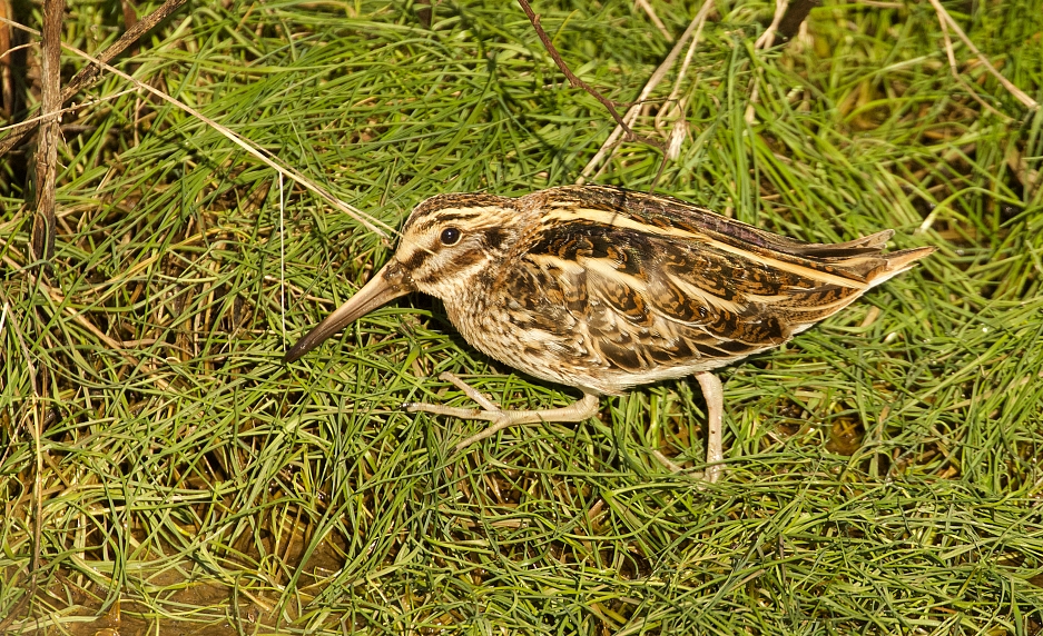 Bokje (Jack Snipe)