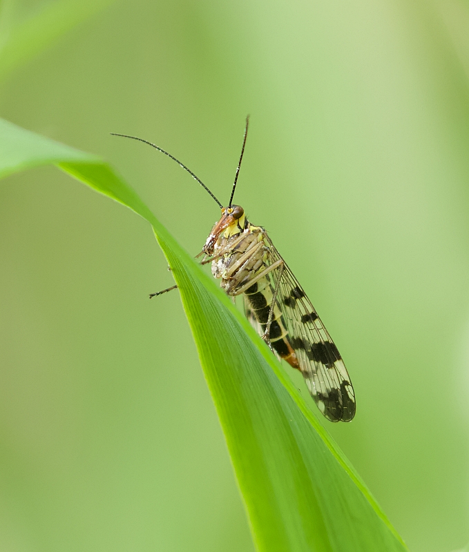 Weideschorpioenvlieg (Panorpa vulgaris) - Meadow scorpion fly