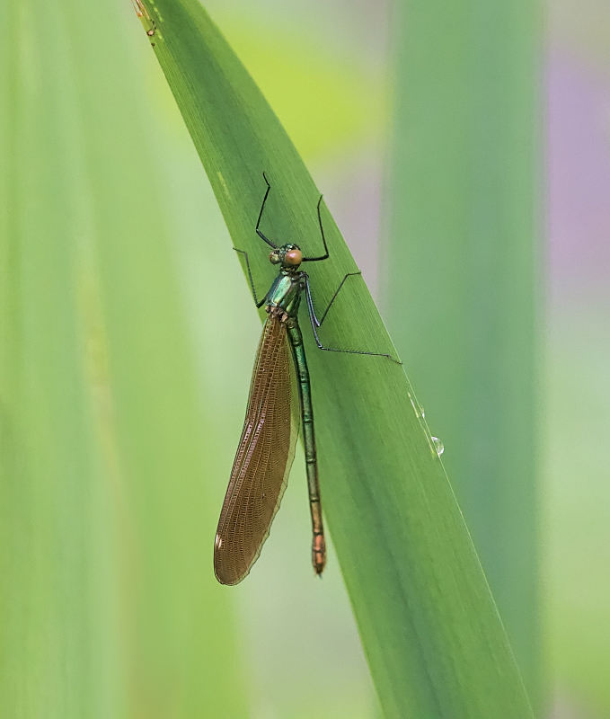 Bosbeekjuffer (Calopteryx virgo subsp. festiva) - Beautiful Demoiselle