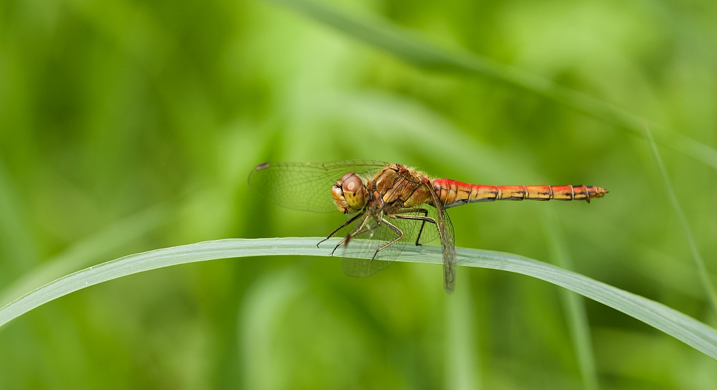 Steenrode Heidelibel (Sympetrum vulgatum) - Vagrant Darter