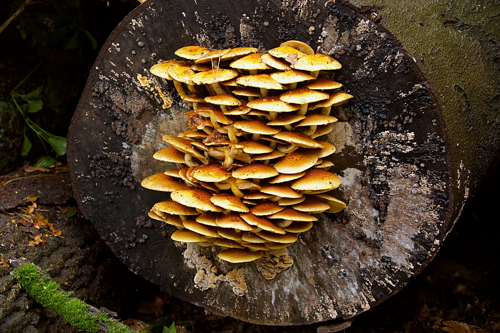 Goudvliesbundelzwam (Pholiota aurivella)
