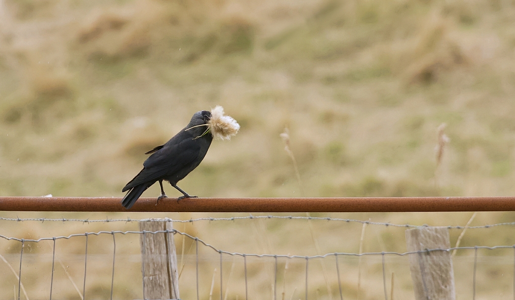 Kauw (Eurasian Jackdaw)