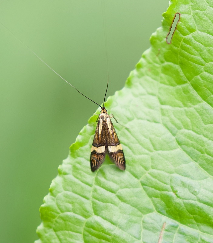 Geelbandlangsprietmot (Nemophora degeerella) - Longhorn moth