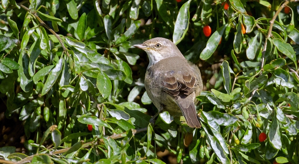 Sperwergrasmus (Barred Warbler)