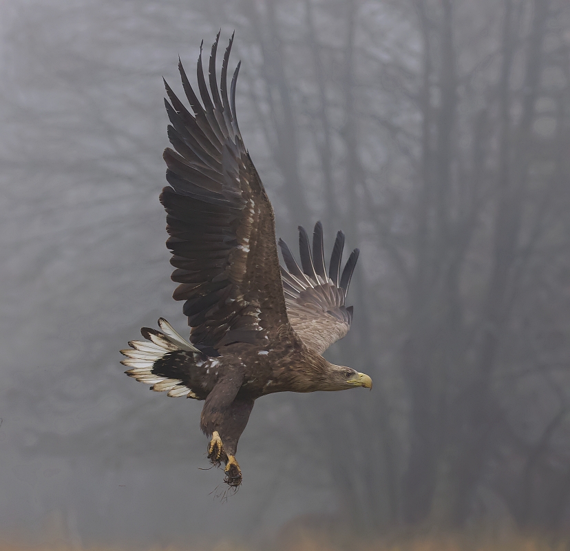 Zeearend (White-tailed Eagle)