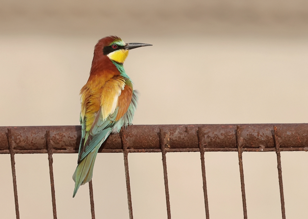 Bijeneter (European Bee-eater)