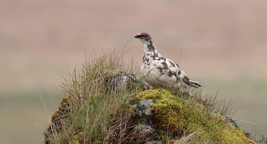 Alpensneeuwhoen (Rock Ptarmigan)