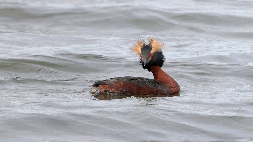 Kuifduiker (Slavonian Grebe)