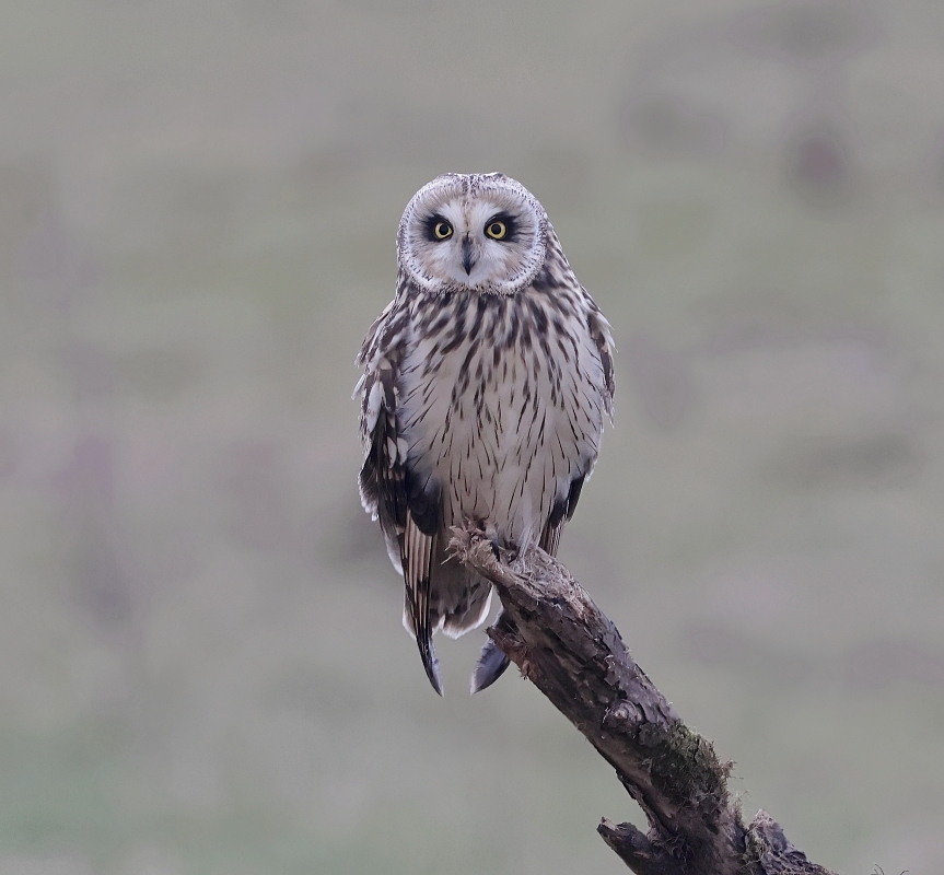 Velduil (Short-eared Owl)