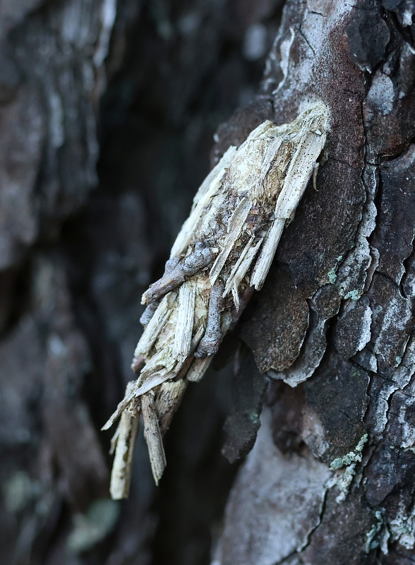 Grote Reuzenzakdrager (Pachythelia villosella)