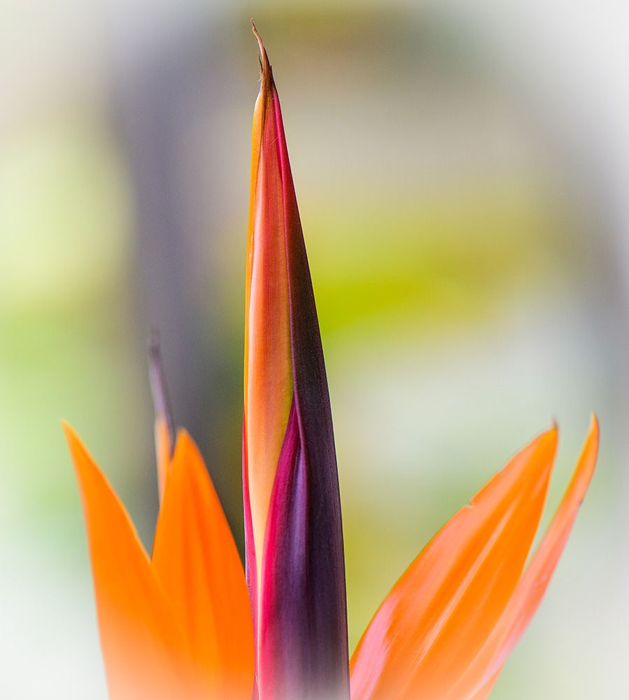 A Garden Creation