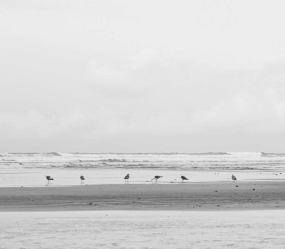 Seagulls on a Cloudy Day