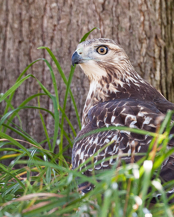 Red-Tailed Hawk