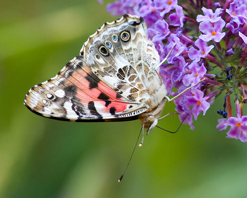 Painted Lady