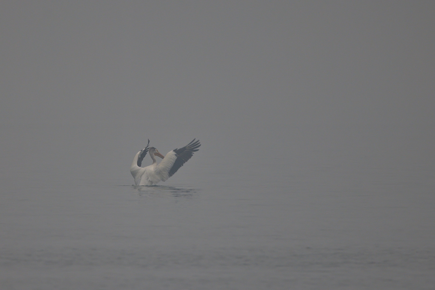 Pelican in Fog