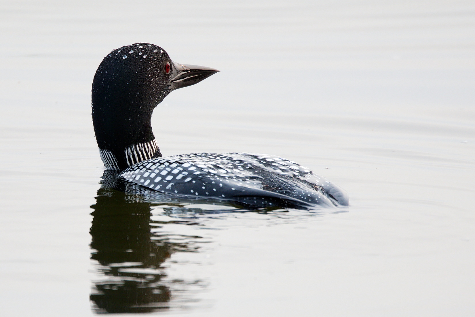 Loon