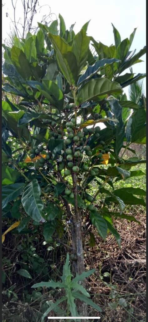 kopi o Asli