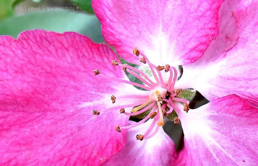 Macro