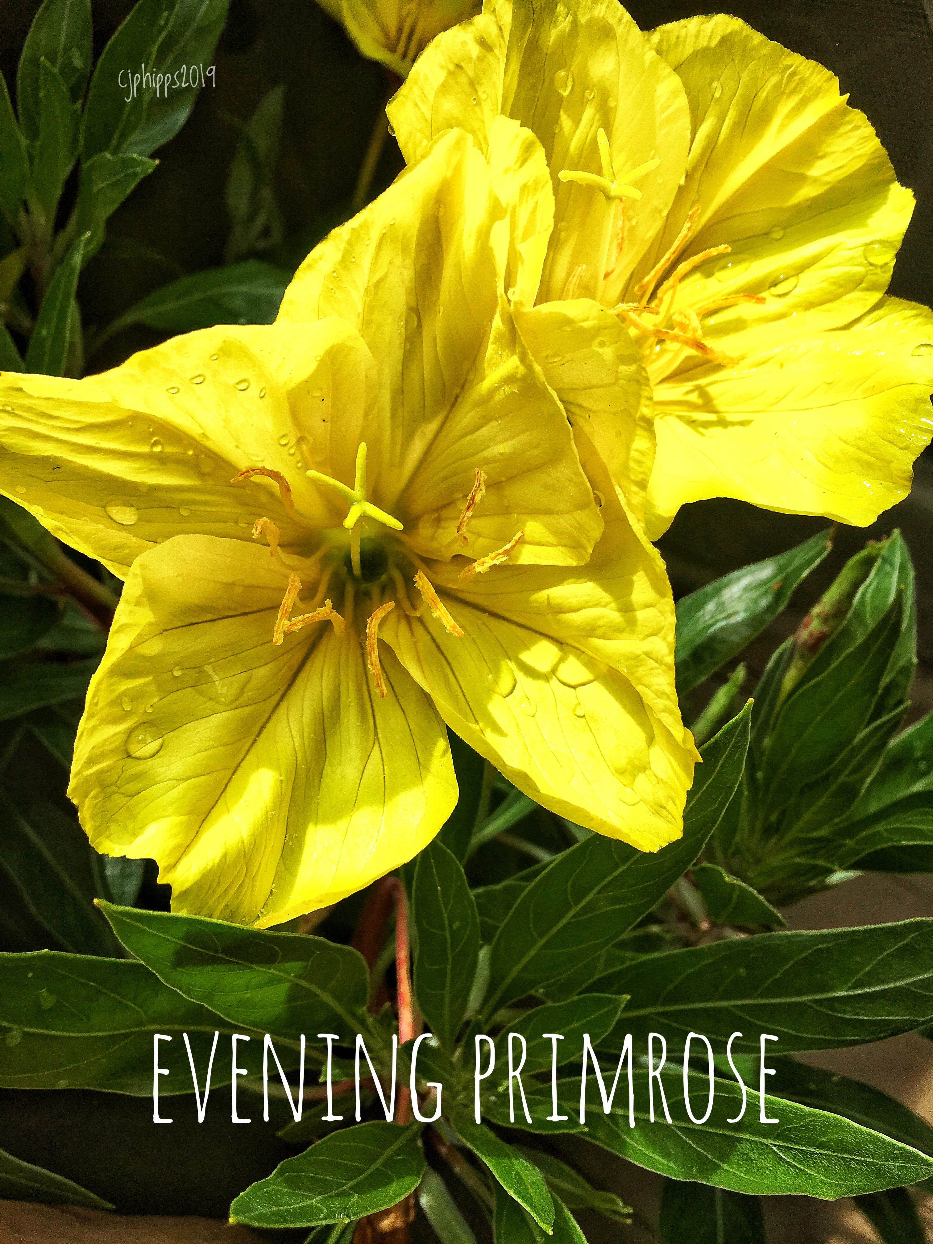 Evening Primrose  Song Lyrics
