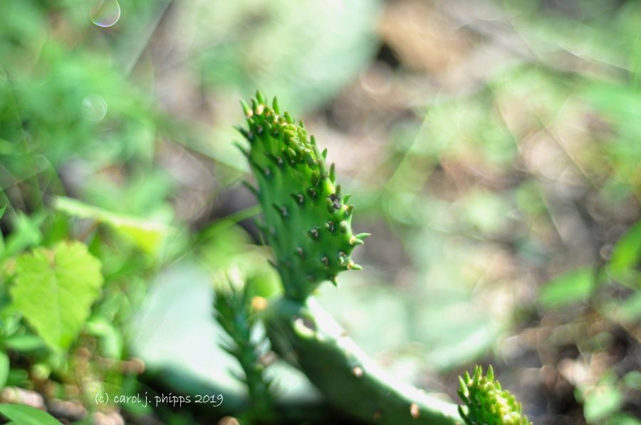 Prickly Pear Cactus