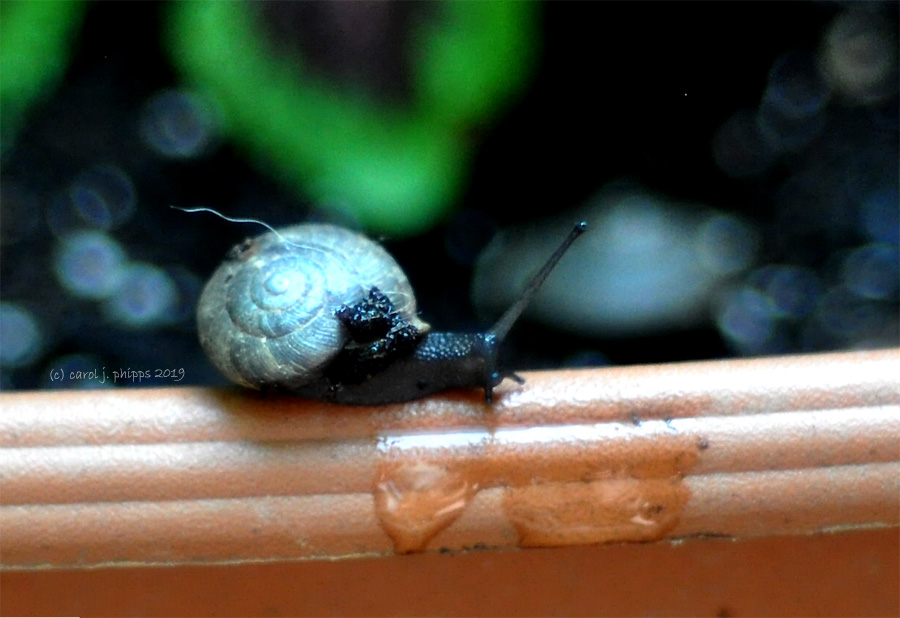 Still-life2