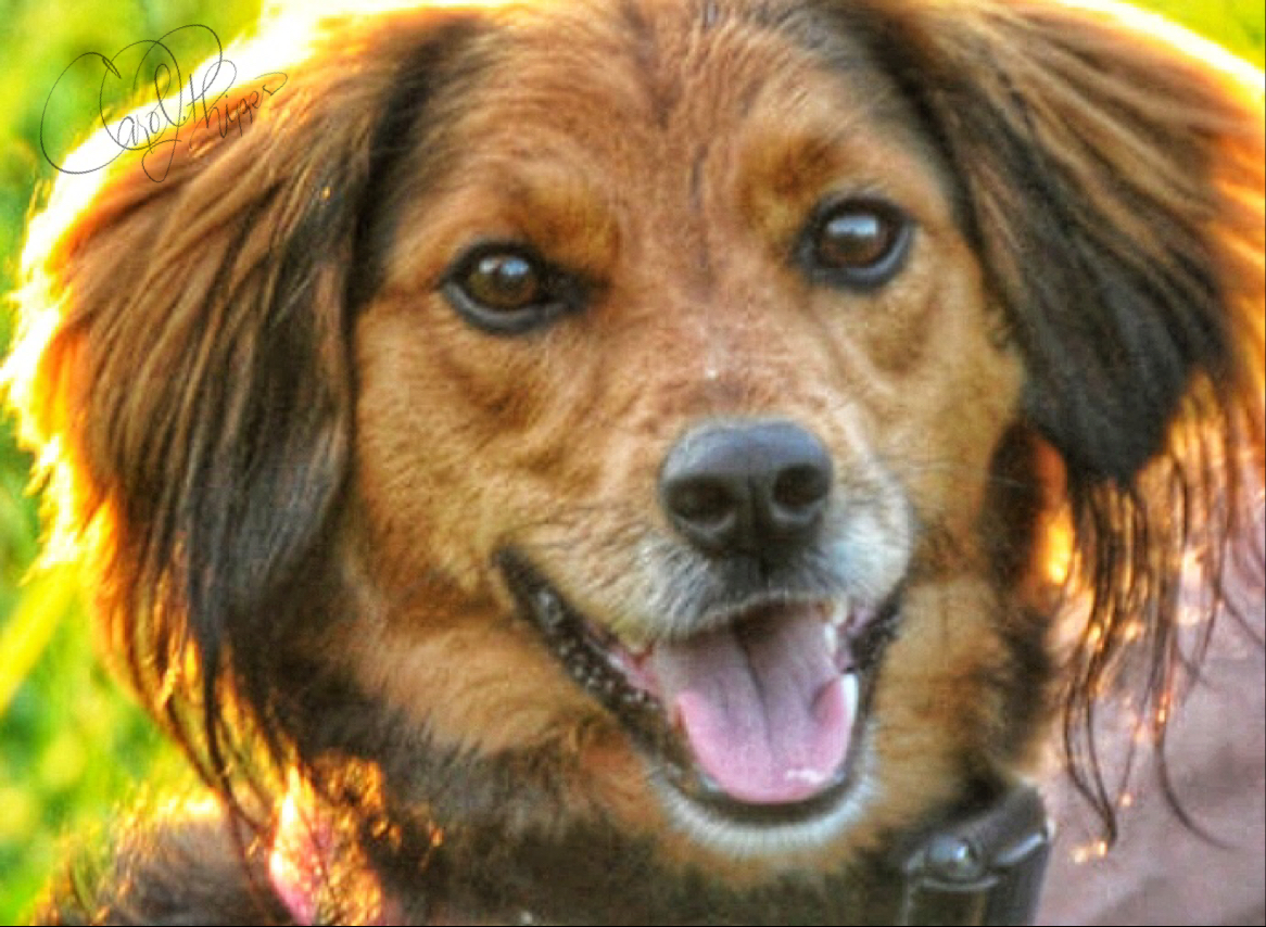 HAPPY DOG, SOLEMN POSSUM