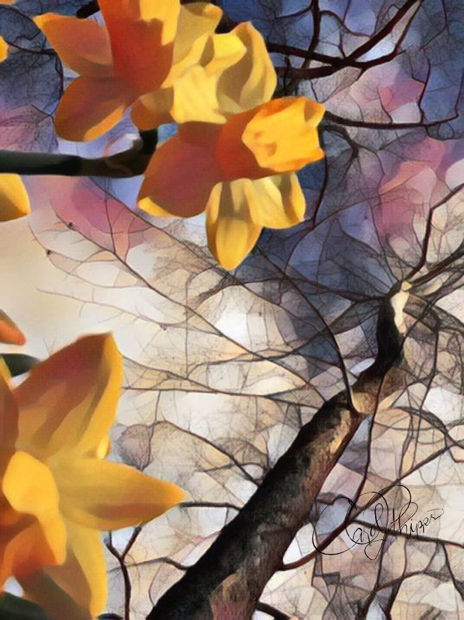 Daffodil Dreams