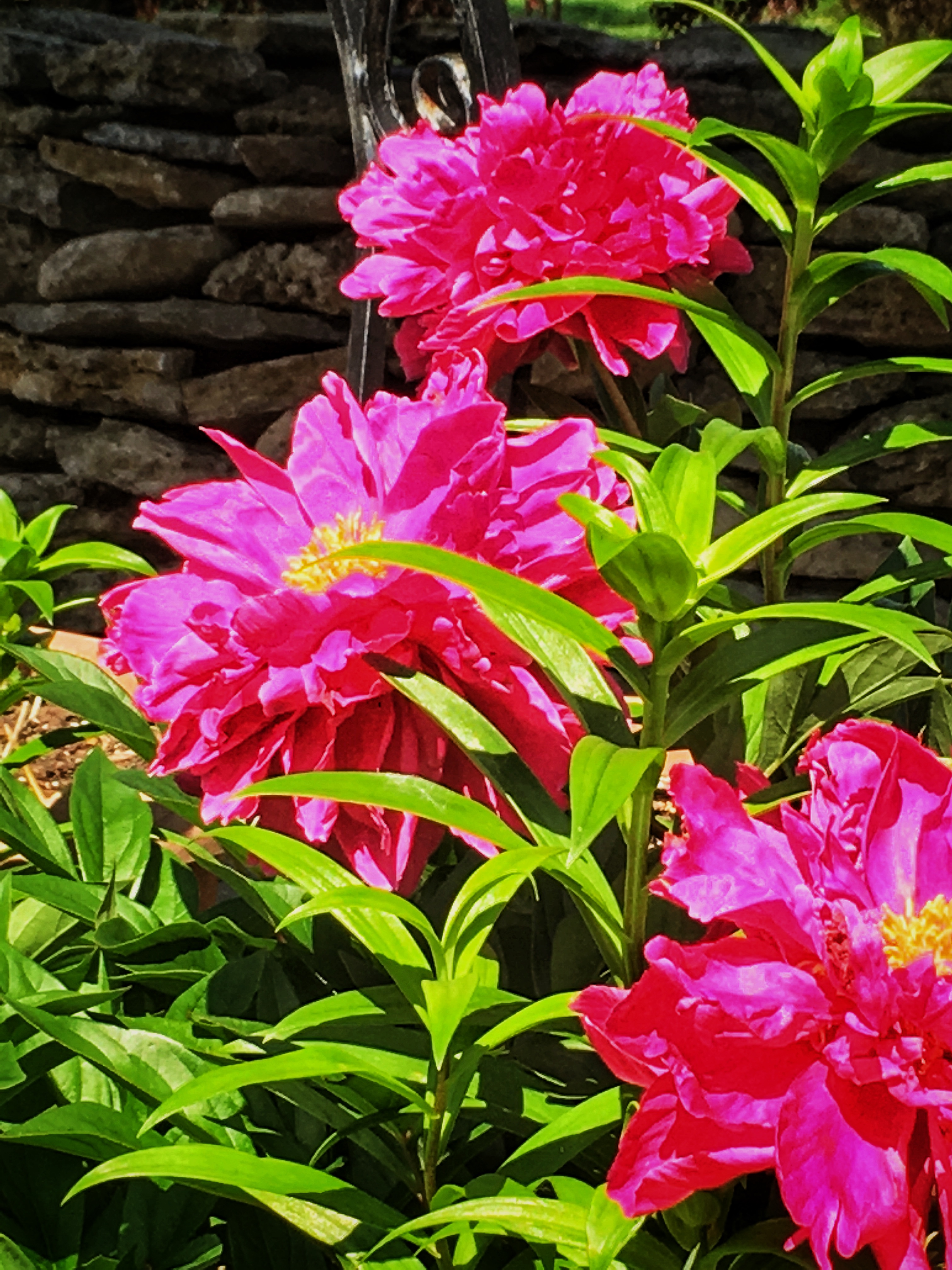 Lanthier Winery Gardens