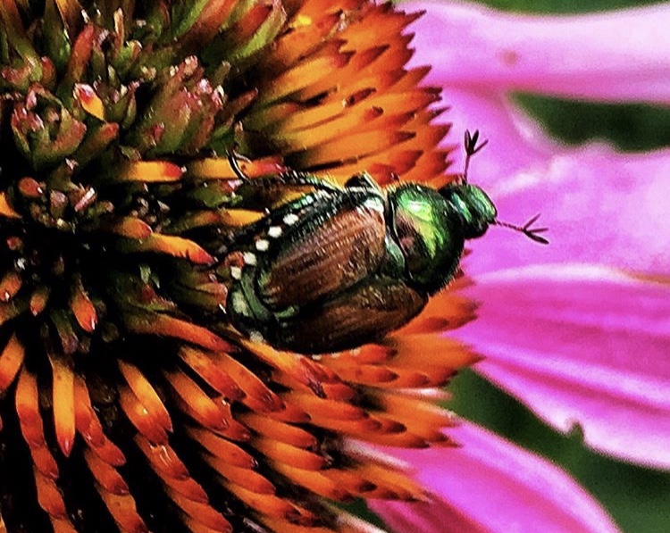 The Beetles are back!
