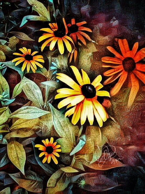 BlackEyed Susan
