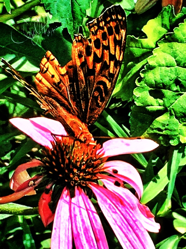 Butterflies have Arrived